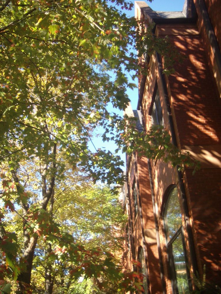 light and shadow dapple the brick face of this residential building in Chicagos Lincoln park area, as seen through a green and red urban tree canopy 