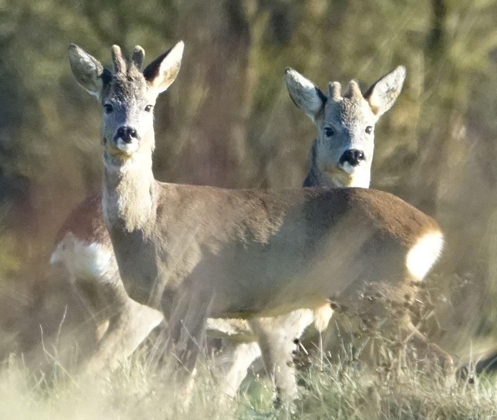 Deux chevreuils tête-bêche