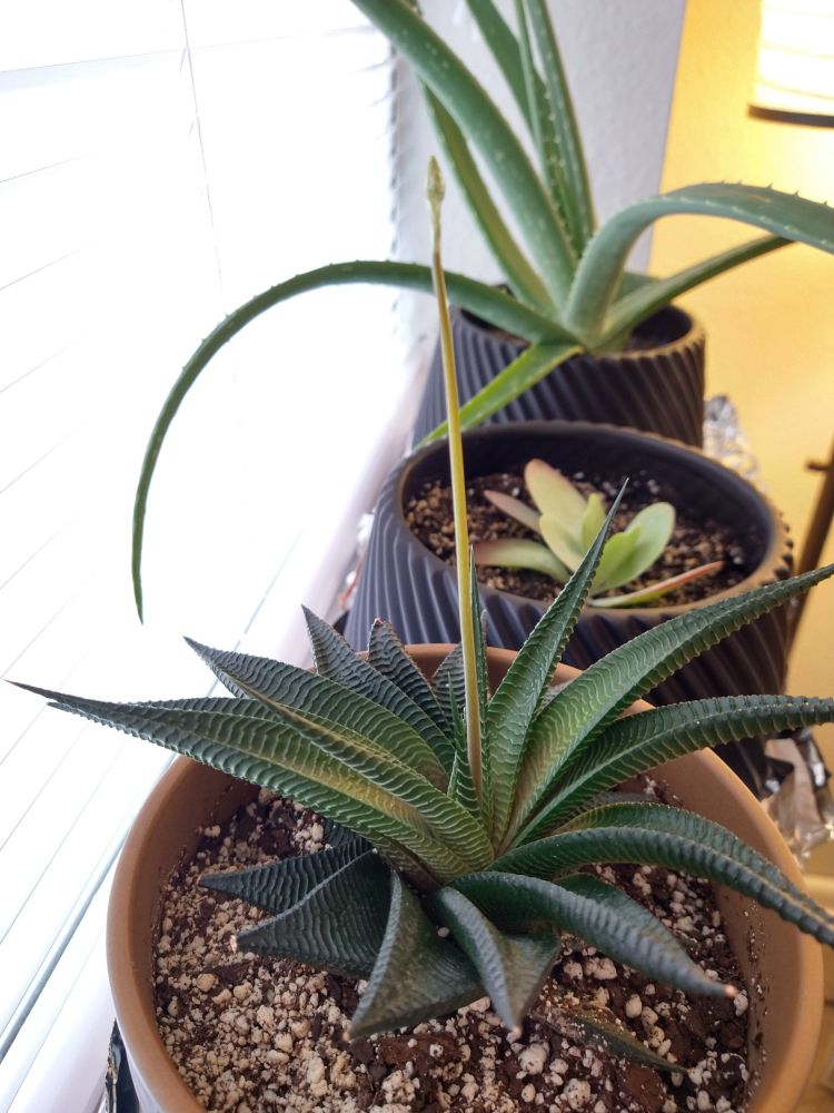 A picture of a fairy washboard in its pot next to a window with closed blinds. A long stem with a small bud at its tip emerges from the center of its thick, stiff, pointed, ridge-covered leaves. A small paddle plant can be seen in a separate pot behind it, and behind that is a large aloe in yet another pot. A tree-style floor lamp can just be seen at the right edge of the frame in the background.
