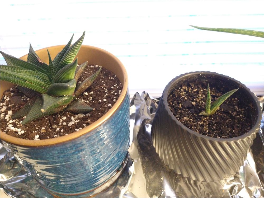 Two fairy washboards, a larger one in a blue pot on the left, and a smaller one that grew from it on the right in a spiral grooved black pot. My fan aloe is photobombing in the upper right corner. 