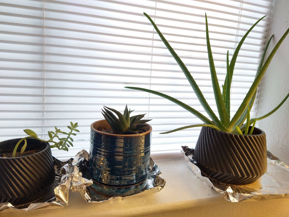 A photo of three succulents in a windowsill. On the left is a stonecrop in a small black pot with a spiral texture on the outside. It is leaning over the edge of the pot trying to crawl and put down more roots and follow the light. In the middle is a fairy washboard in a blue pot which is unpainted on the inside and has a drip catch on the bottom. On the right is an aloe with leaves splayed in all directions. Two smaller offshoots can be seen growing in the pot with it. It is in a larger version of the black pot that holds the stonecrop. All three rest on pieces of foil with the edges turned up to catch any stray drips from the bottom of the pots after watering. The white blinds behind them are closed to conceal the non-photogenic view outside the window.