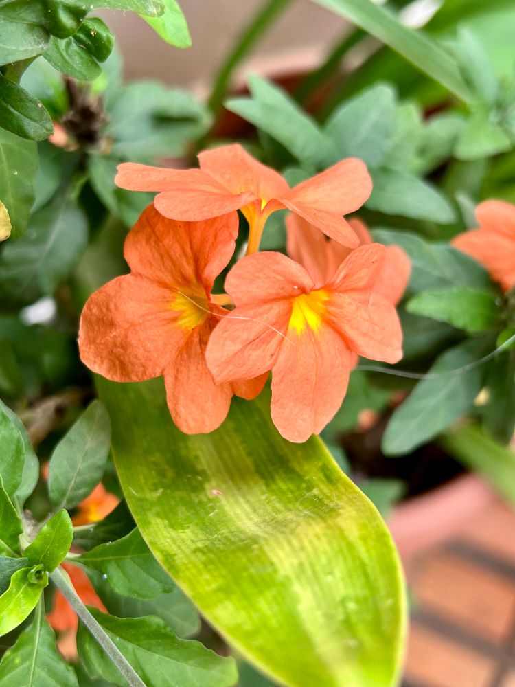 Three firecracker flowers bunched together. They are salmon colored. 