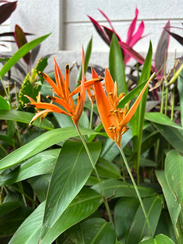 Two parakeet flowers. They are orange and look a little like bird of paradise flowers. Their leaves are close to a foot long