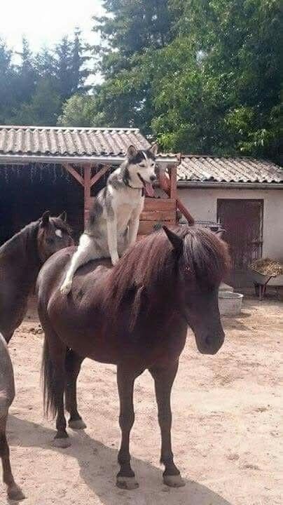 A husky is riding on a small horse, some other horses are nearby and the whole thing looks quite silly. 