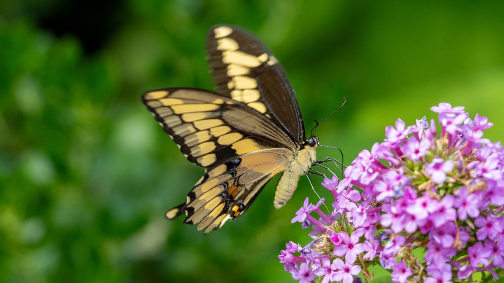 Side view of Giant Swallowtail butterfly, shows the pattern of yellow stripe along the upper side of the left wing, with the ventral view of the right wing mostly yellow with black lines and some blue and orange cells in the hind wing. Nectaring on phlox, a purple flower. This is the largest butterfly commonly seen in Massachusetts.