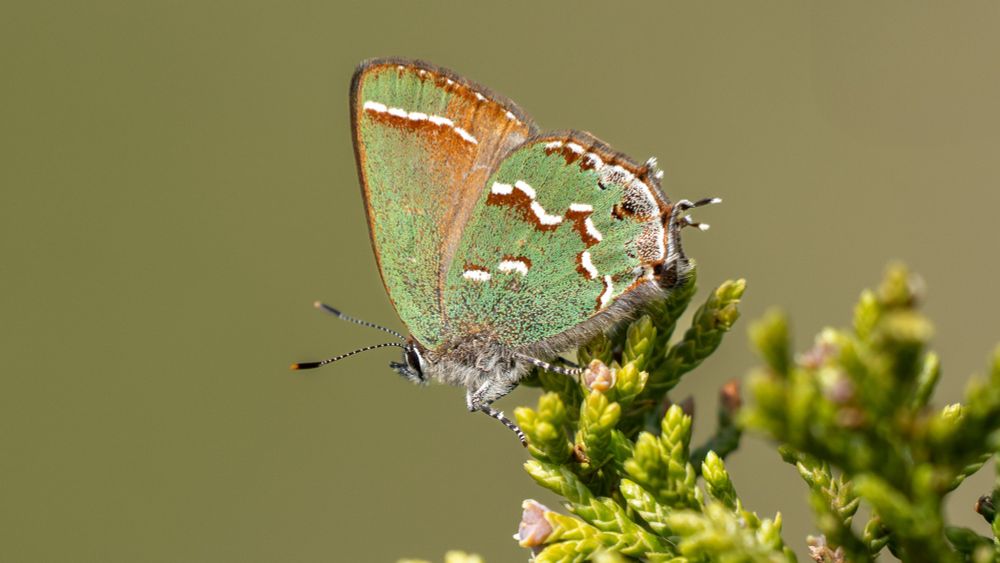 Small mostly green butterfly with brown and white stripes and two sets of small "tails". Perched on a juniper branch.