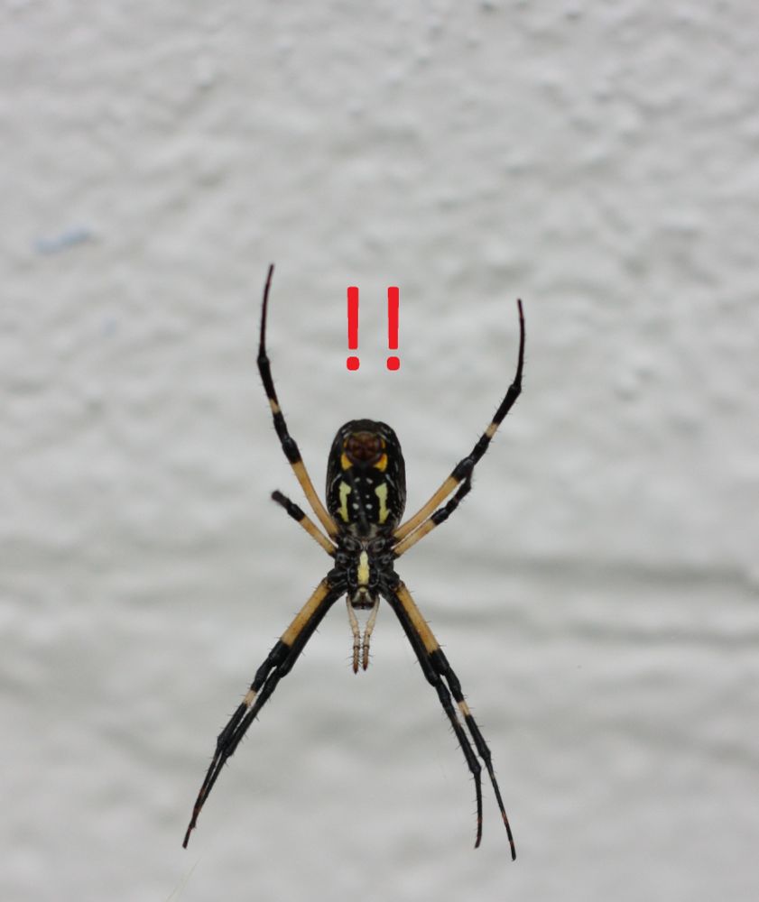 Matilda, the Orb Weaver, who lived on the side of my garage for a summer Actually I'm not sure if this is Matilda, her (presumably) mother Luanna, or her (again, presumably) daughter Nora, grandaughter Ophilia, etc. Matilda was the first one that got a name while alive; her mother was named posthumously. We moved away before we got to any of the very annoying letters to find a name that fit the theme.