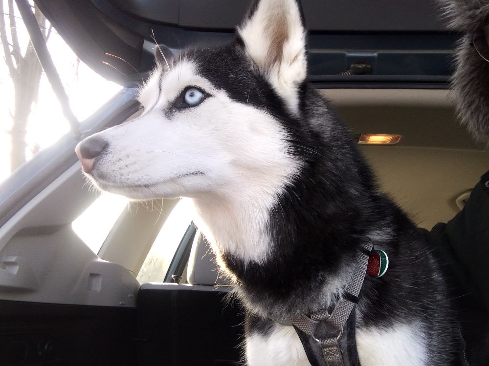 Mina, the Husky, in her 'majestic as fuck' pose

She is in a car, staring our the window, probably at a squirrel or something.   If "Maximum Prey Drive" was an Olympic Sport.... Mina would miss the medal ceremony because she was chasing a rabbit.