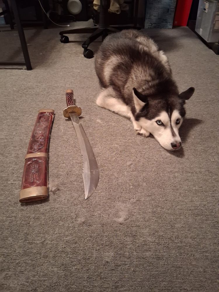 Mina, the Husky, on a rather filthy* floor, with a random fake cutlass. It's mostly filthy because of her, TBH, as this is the room she hides in when the Sky Booms happen. Sky Booms include thunder, fireworks, the opening day of hunting season, very loud woodpeckers, etc....