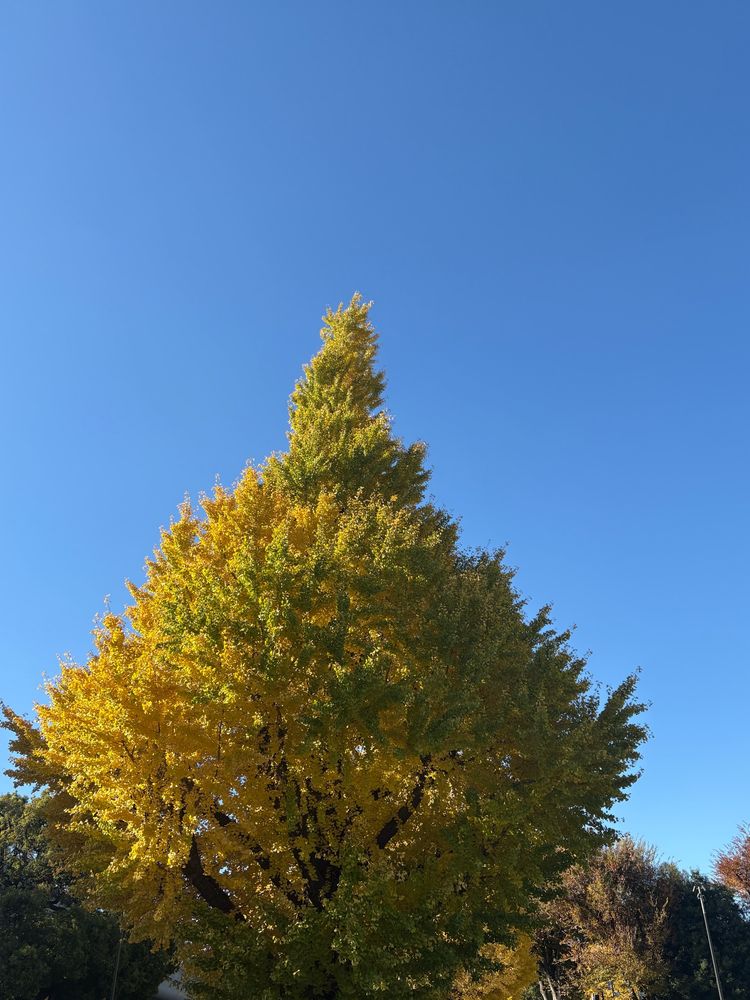 上野公園の銀杏の木　青空を背景に一本　右側が黄色、左側がまだ緑