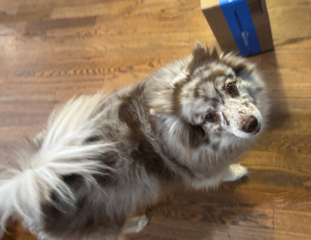 shea the fluffiest dog in the world 