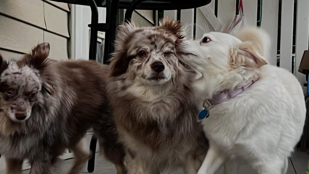dougal, shea and mabel