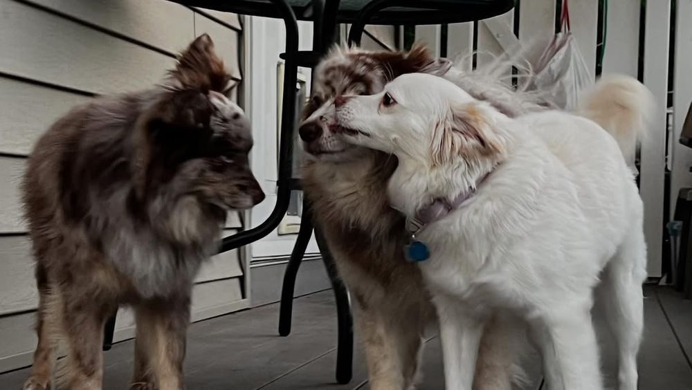 dougal, shea and mabel