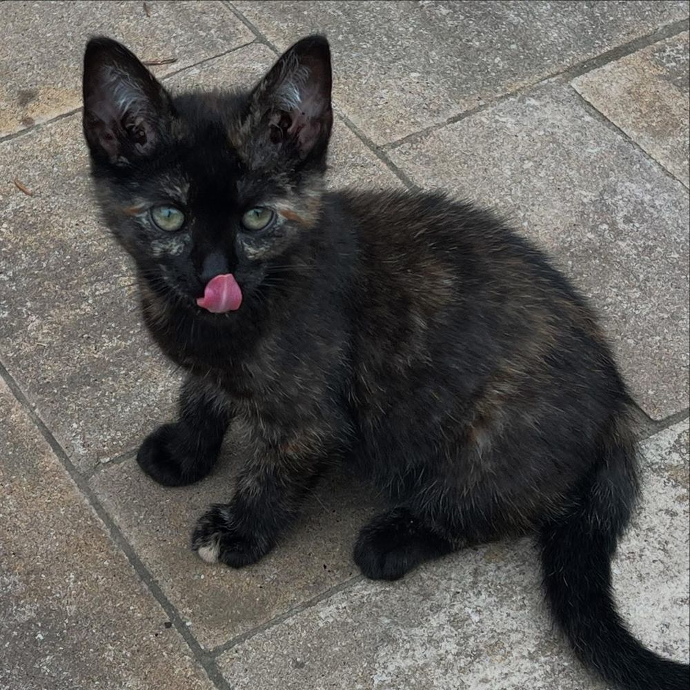 photo of miss meow