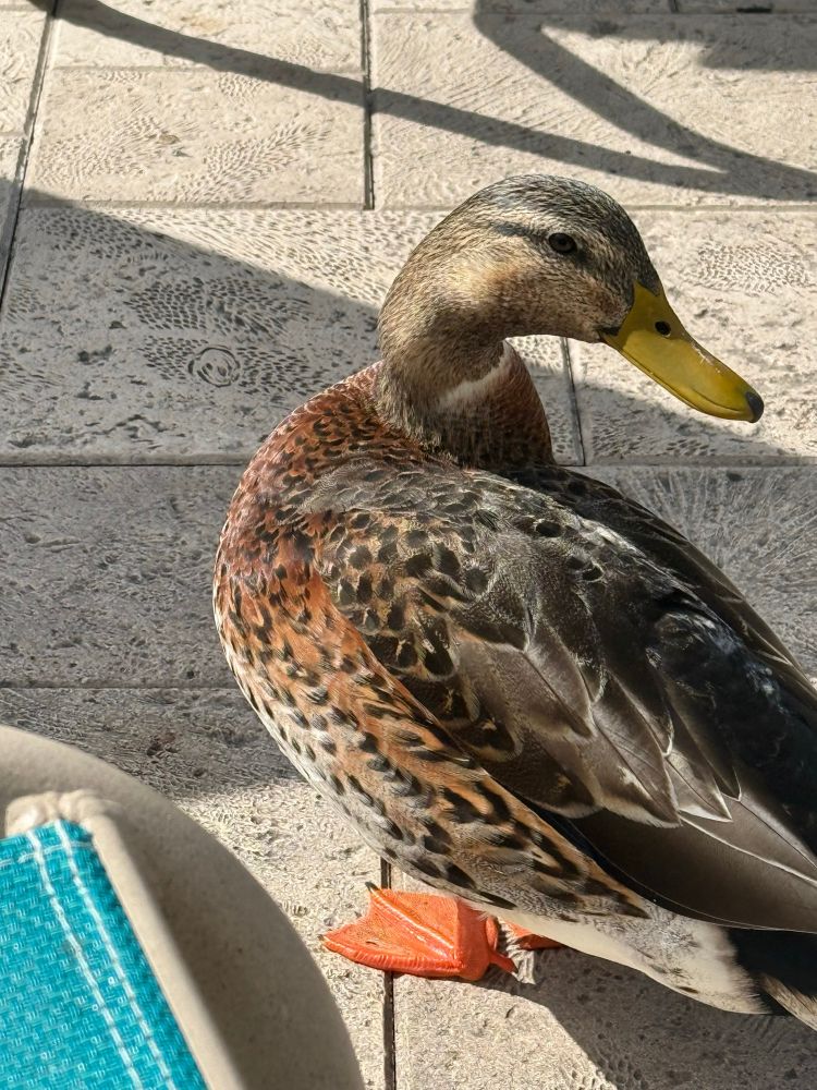 Duck with yellow bill and mottle chestnut breast near a beach chair at a pool in Orlando. 