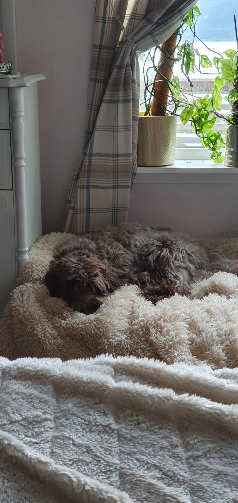 Mio, a bundle of fur also known as a dog, lying in his confy bed, you decide for yourselves which end is which