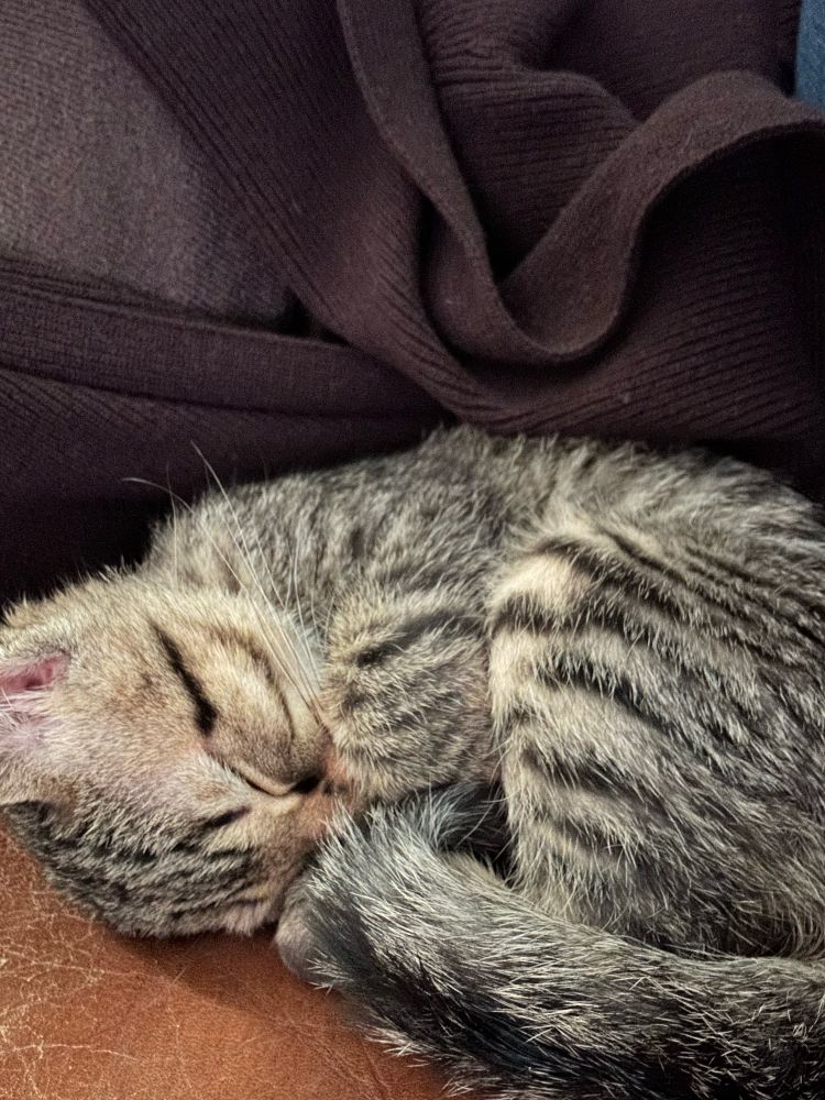 Kitten being cute