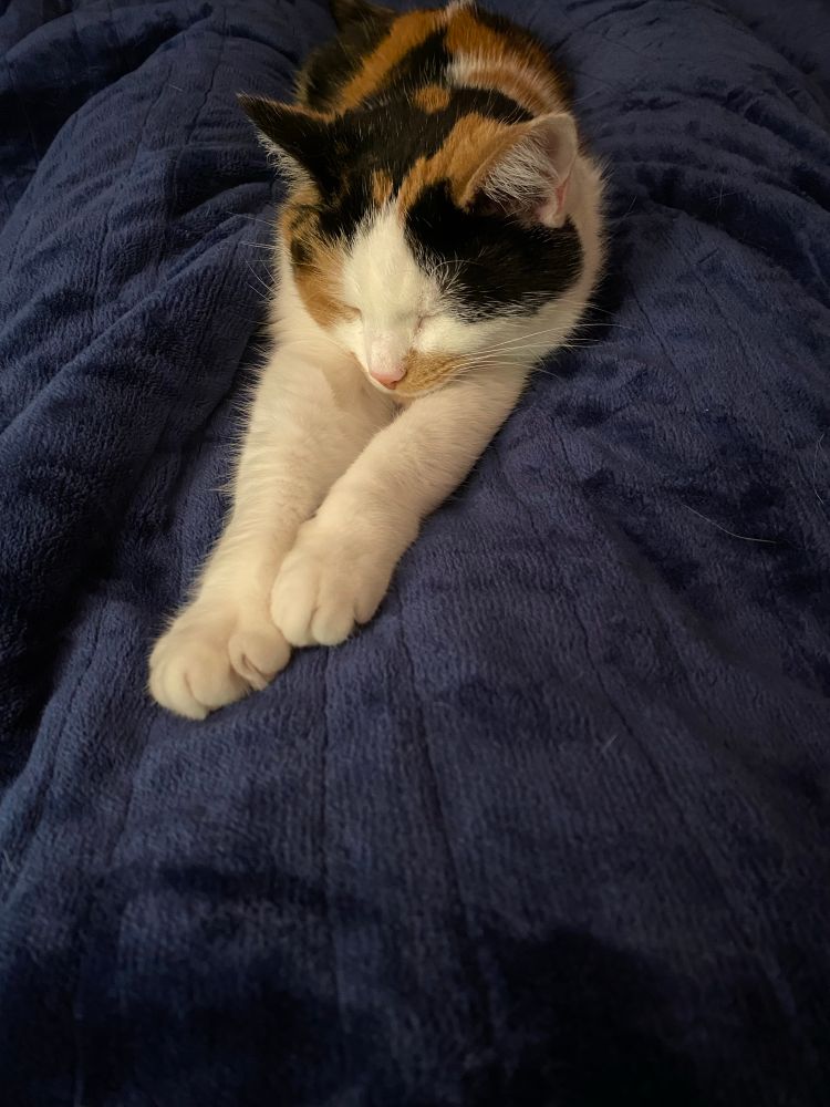 a calico cat named athena asleep on a soft navy blanket with her front legs stretched out