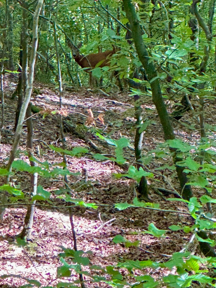 Roe Deer in the woods 