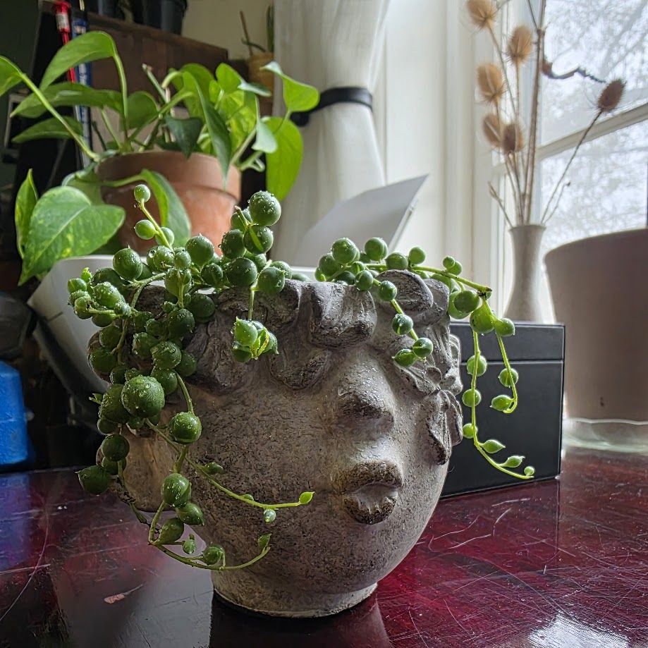 String of pearls plant in a head shaped planter