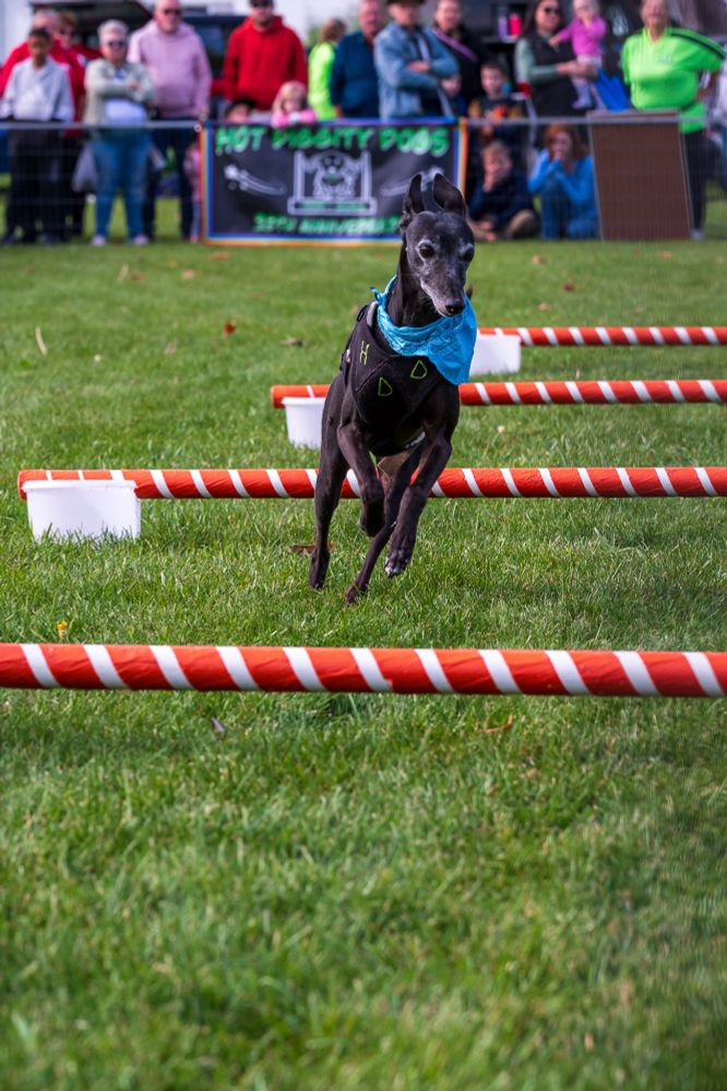 a whippet runs over obstacles 