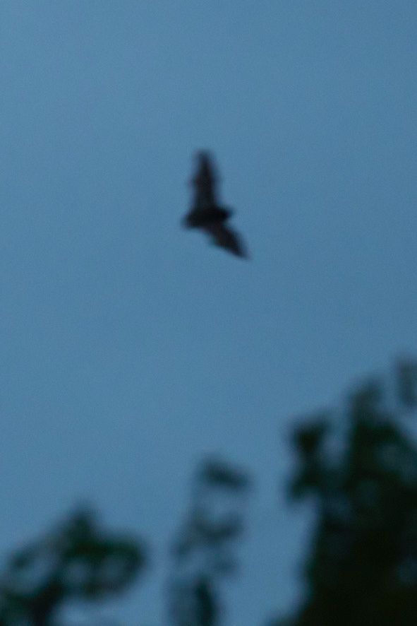 Silhouette of a bat against a dark sky at twilight. It's blurry but recognisably a bat. There are some vine branches at the bottom of the shot.