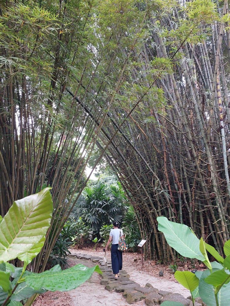 Someone walking through a copse of bamboo