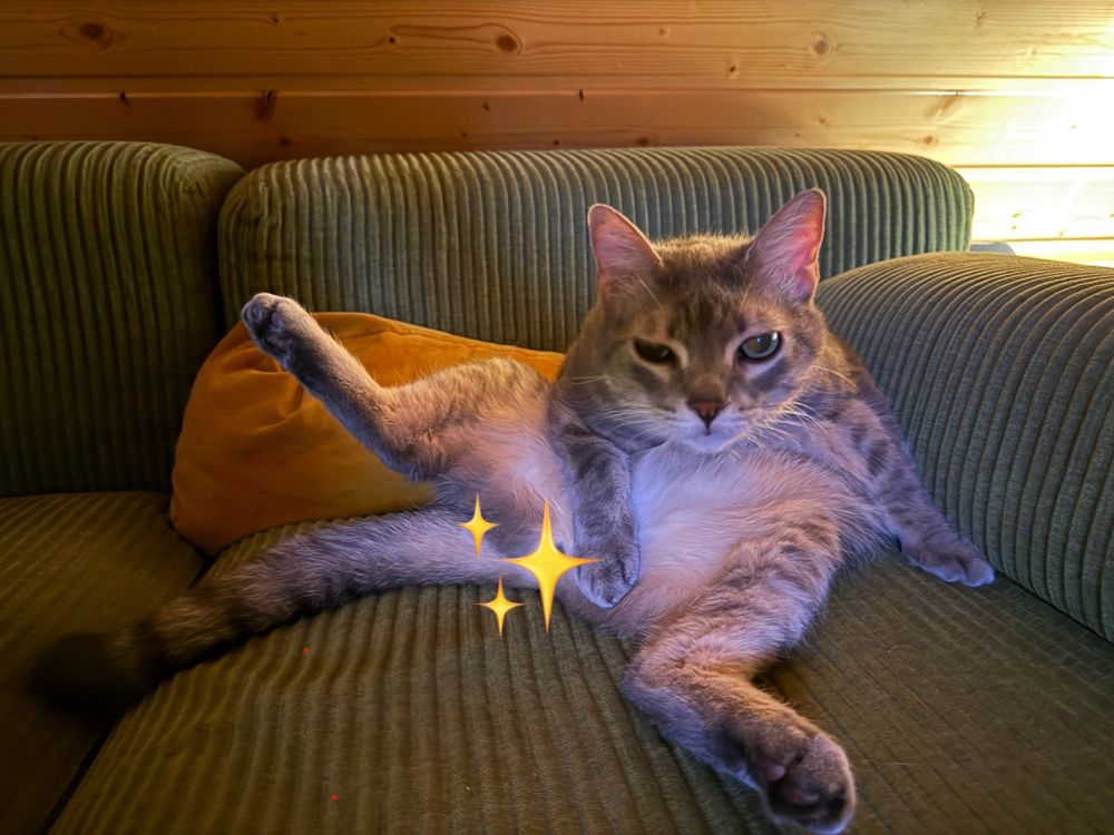 Cat on a couch, staring into the camera, looking a bit it like was interrupted doing grooming