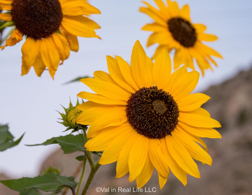Close up of three sunflowers with sky and mountain in background in soft focus. 