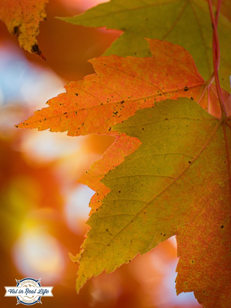 Close up of intertwined maple leaves in the process of turning from green to red and orange autumn colors.