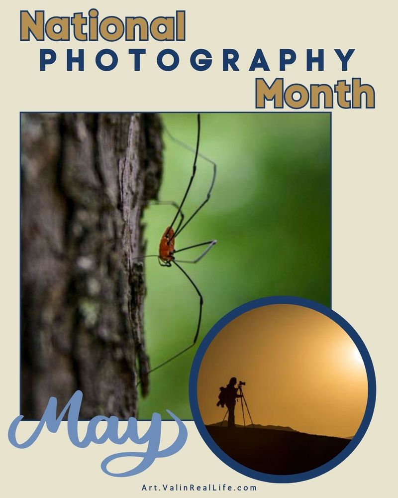 Graphic reading National Photography Month - May with a close up image of a harvestman on a pine tree and a photographer's silhouette lit by an orange sky.