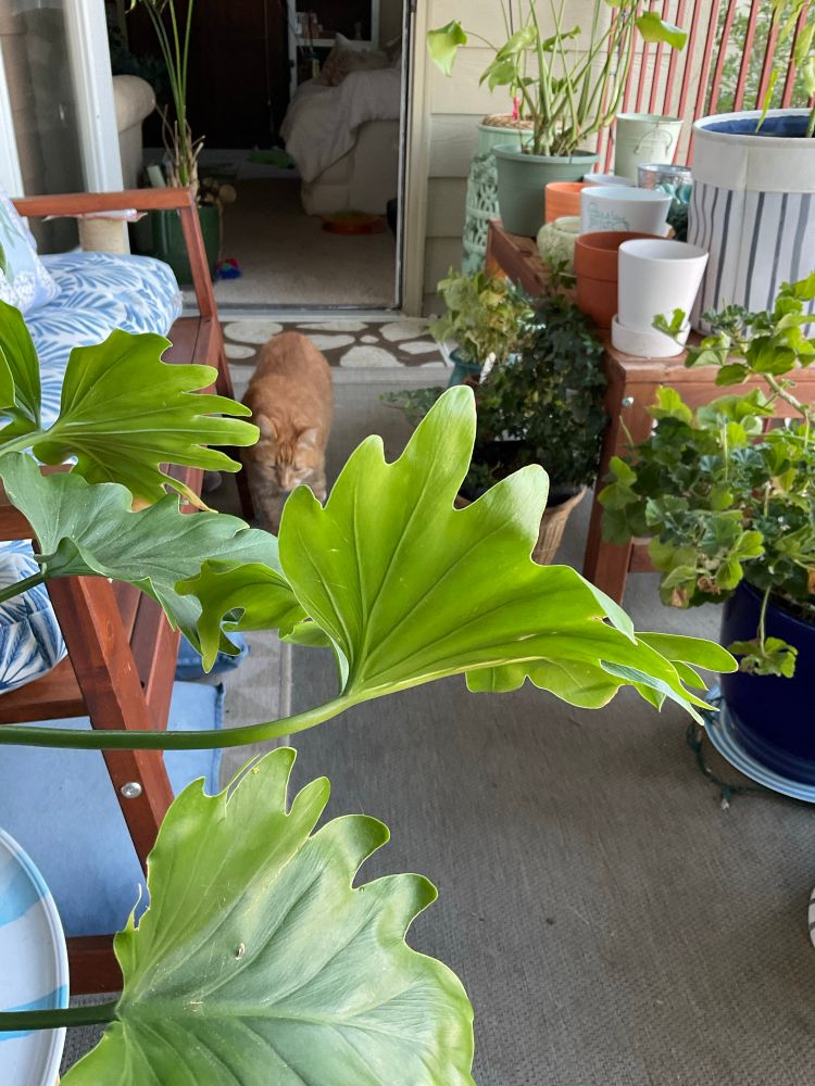 Camera shy domestic shorthair cat arrives for morning cuddles.