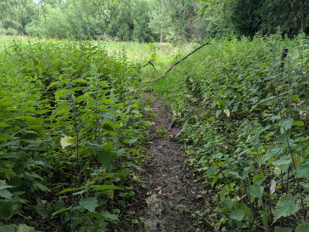 A path through the fields surrounded by stinging nettles 