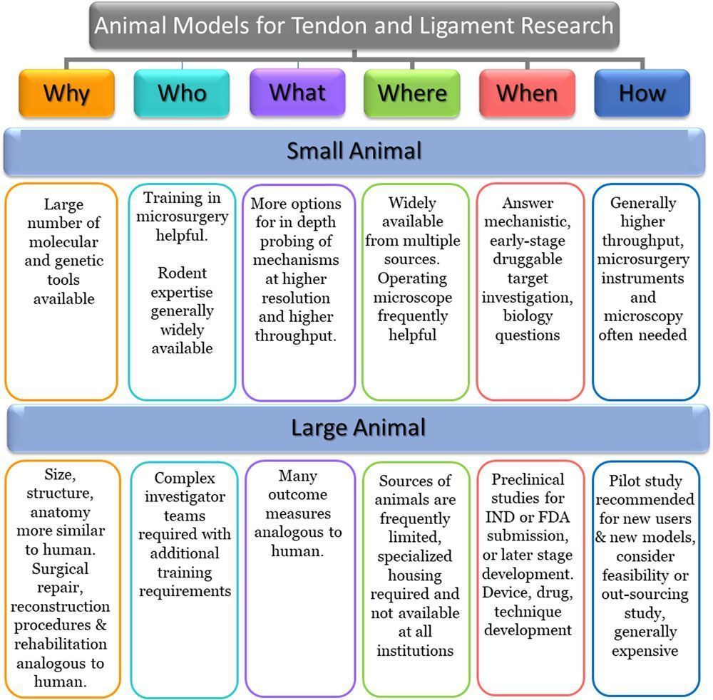 Summary of key examples of answers to 5W1H for preclinical tendon and ligament model selection. 5W1H, why, who, what, where, when, and how.