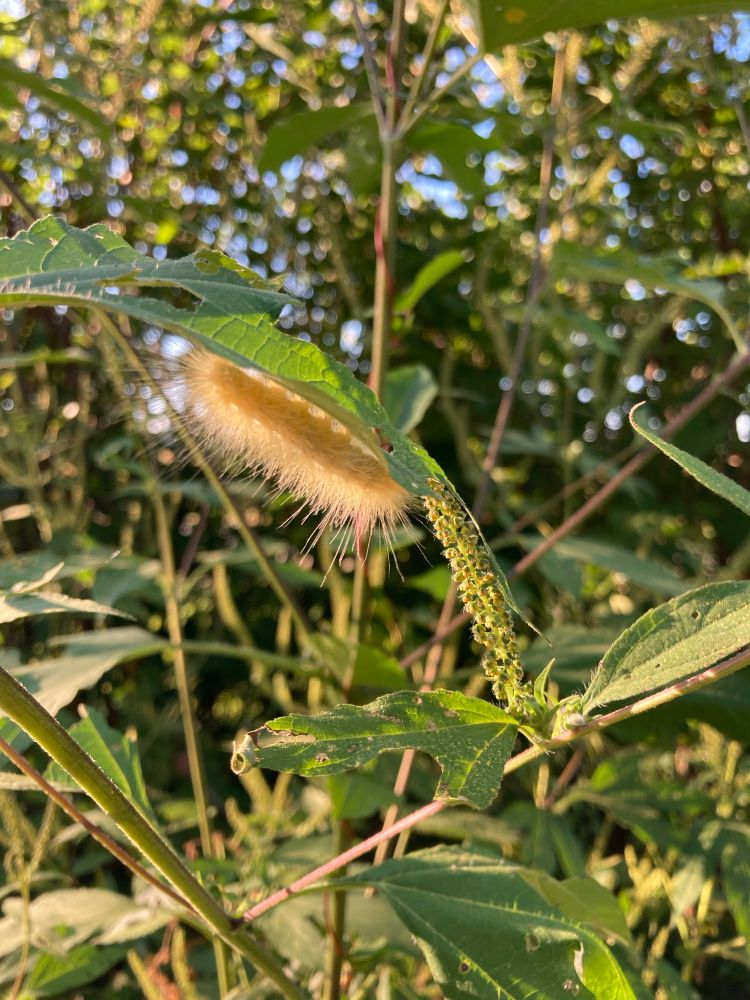 Fuzzy golden Virginian tiger moth caterpillar glowingly backlit with sunshine, eating giant ragweed