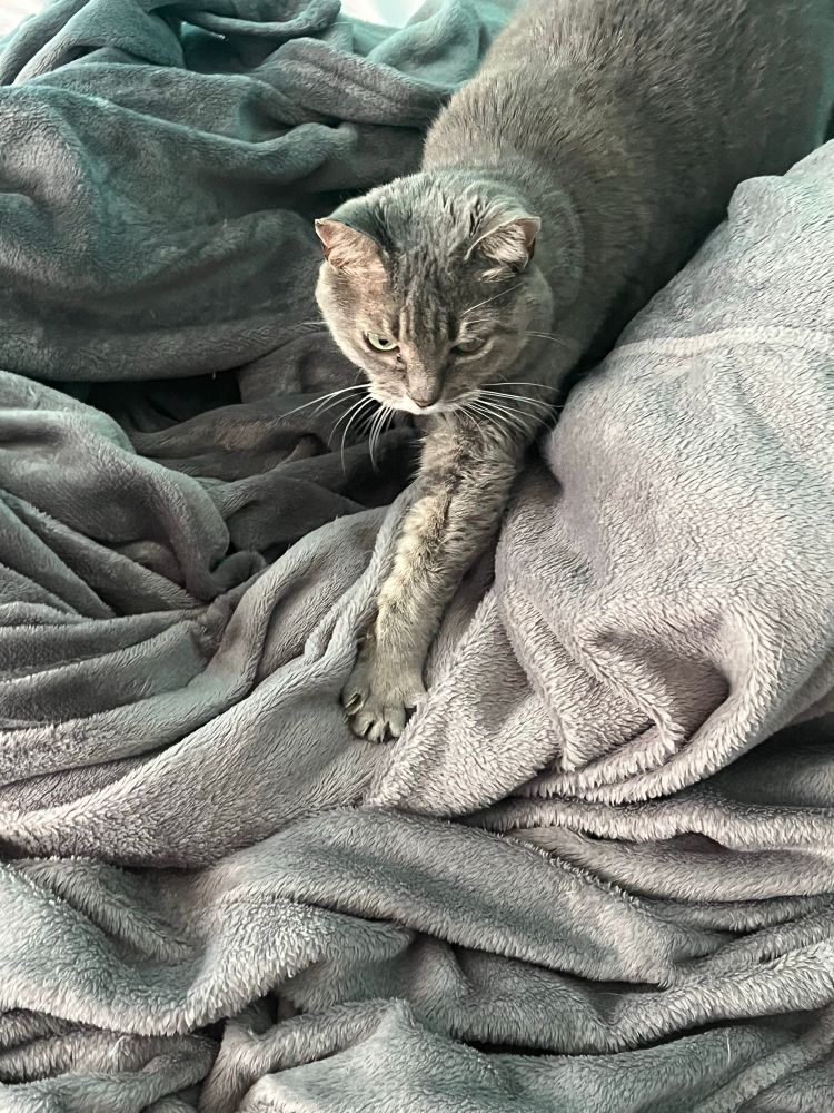 A gray tabby cat stretching one paw out very far in front of her as she walks forward on some gray blankets. 