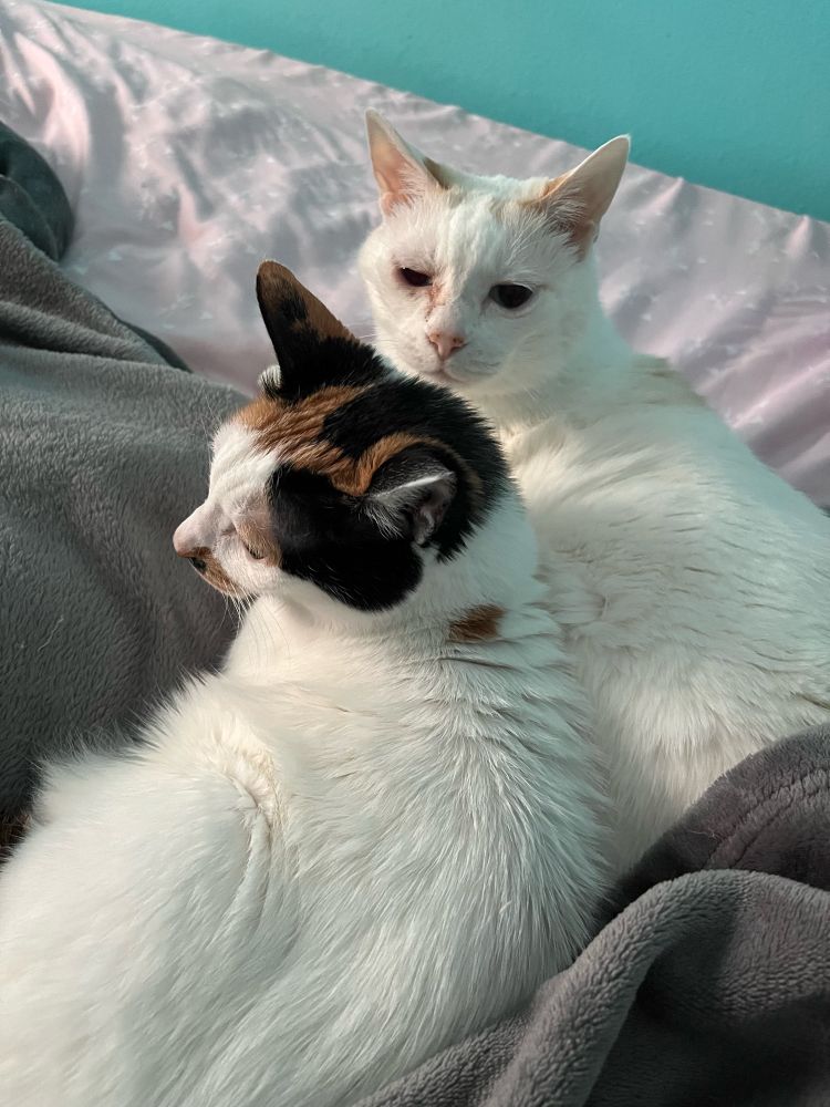 A calico cat and flamepoint cat cuddled on a bed. The flamepoint is looking at the camera with very sleepy eyes. The calico is looking off-camera.