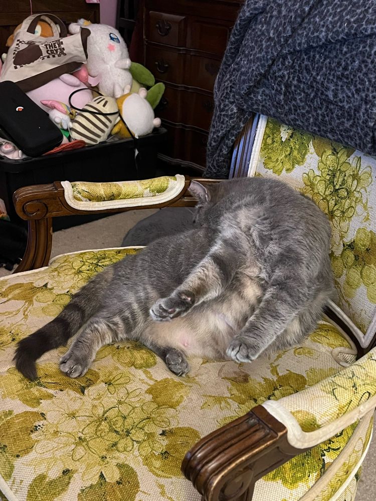 An alternate view of the gray tabby on a yellow chair. She is cleaning her back in a very odd position. She is sitting on her butt like a human. Her head is reaching all the way to her butt, her front paws are sticking straight out in the air, and her legs are casually spread. Her belly looks very large.