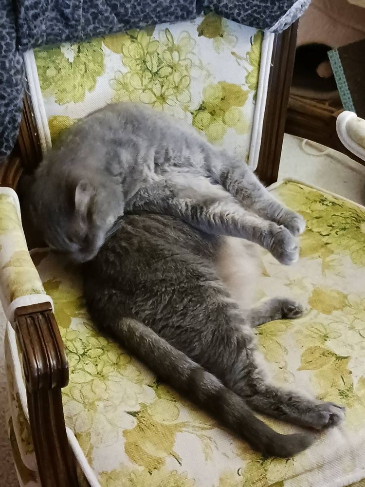 A gray tabby on a yellow chair. She is cleaning her back in a very odd position. She is sitting on her butt like a human. Her head is reaching all the way to her butt, her front paws are sticking straight out in the air, and her legs are casually spread. 