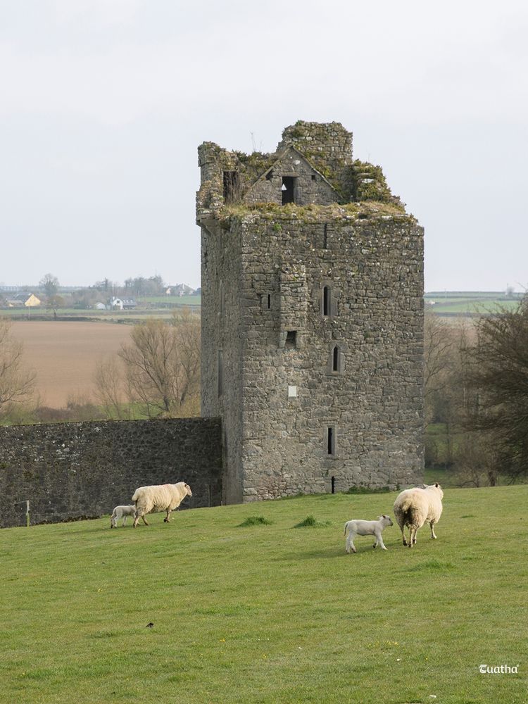 Sheep graze in front of a tower at Kells Priory 