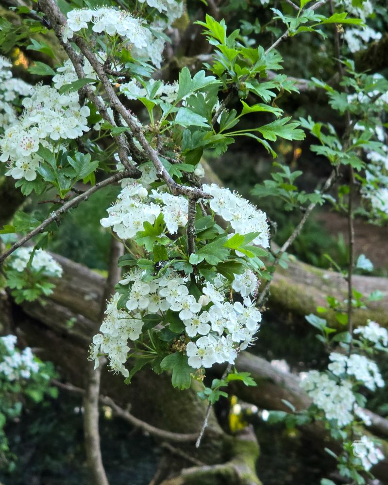 Bright white flowers bloom on the hawthorn tree 