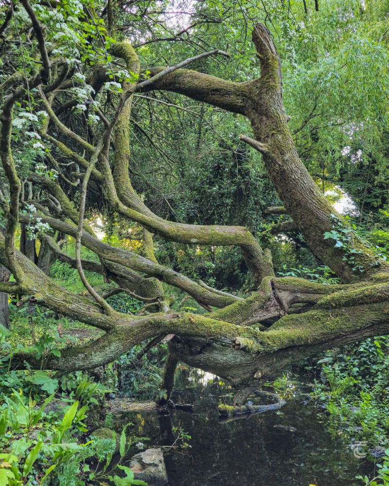 A fallen hawthorn tree lies over a small holy well in Tipperary, shrouded in green by a willow tree