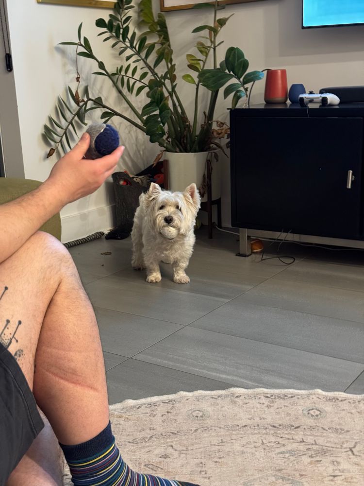 Westie facing a dilemma, he has a ball and wants another ball. 