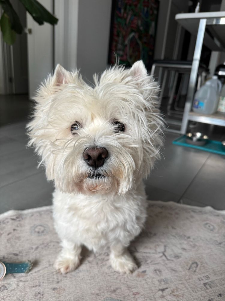 West highland terrier, Teddy. 