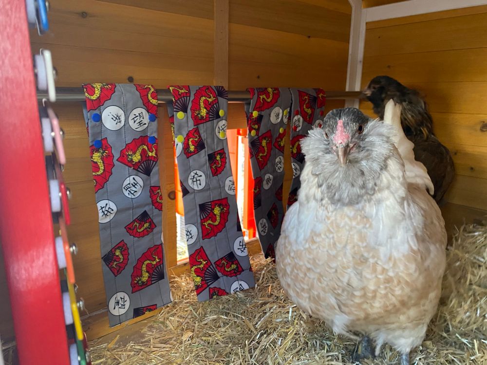 Toasty standing in the coop looking at the camera with her brand new curtains that have dragon fan patterns on them. Her bestie, Winnie the ameraucana hen, is behind her.