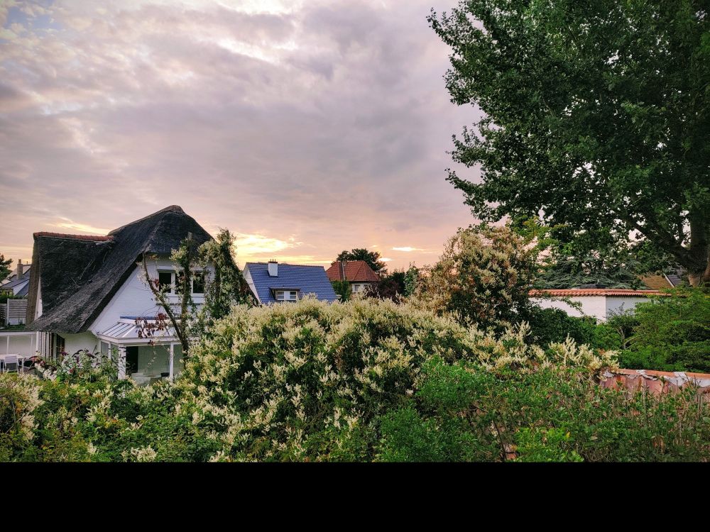 An evening sun with a few houses in the background and lots of trees and bushes in front. Mid summer.