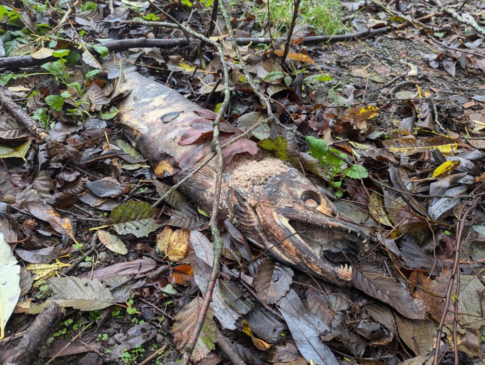 Spawned chum salmon skeleton on leaves
