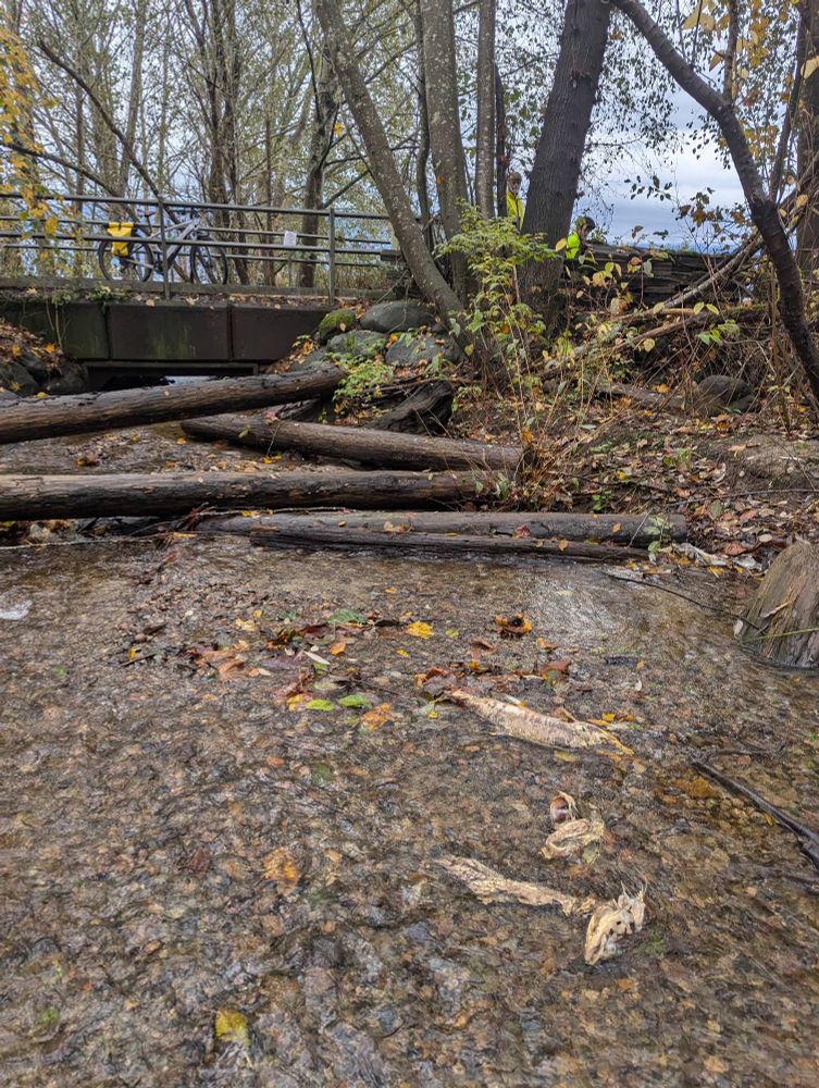 Spanish banks Creek with dead salmon following spawning 
