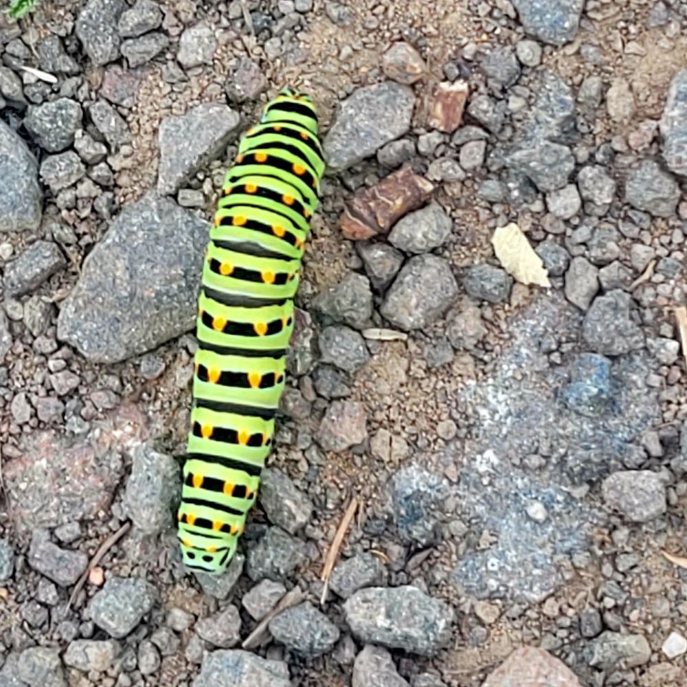 Farbige Raupe auf Schotter