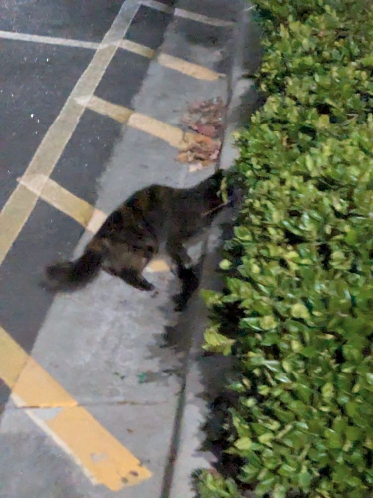 a blurry photo of a long-haired brown cat climbing a curb into a bush. the road next to the curb is painted with yellow stripes